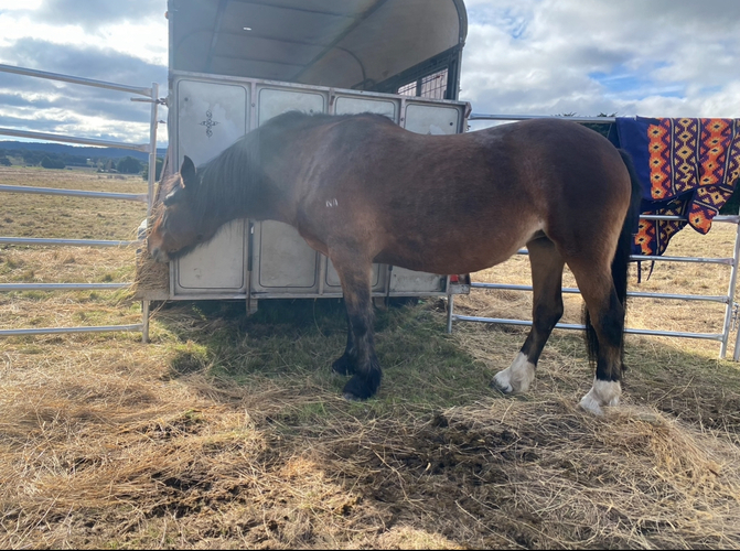Lazy Clydesdale x Percheron Mare Adult Riding Club horses Horse for