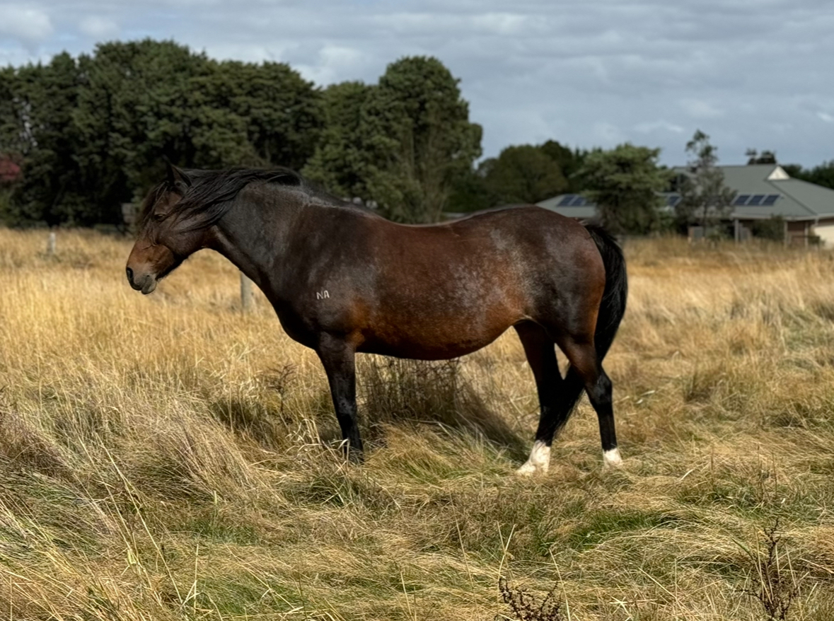Lazy Clydesdale x Percheron Mare Adult Riding Club horses Horse for