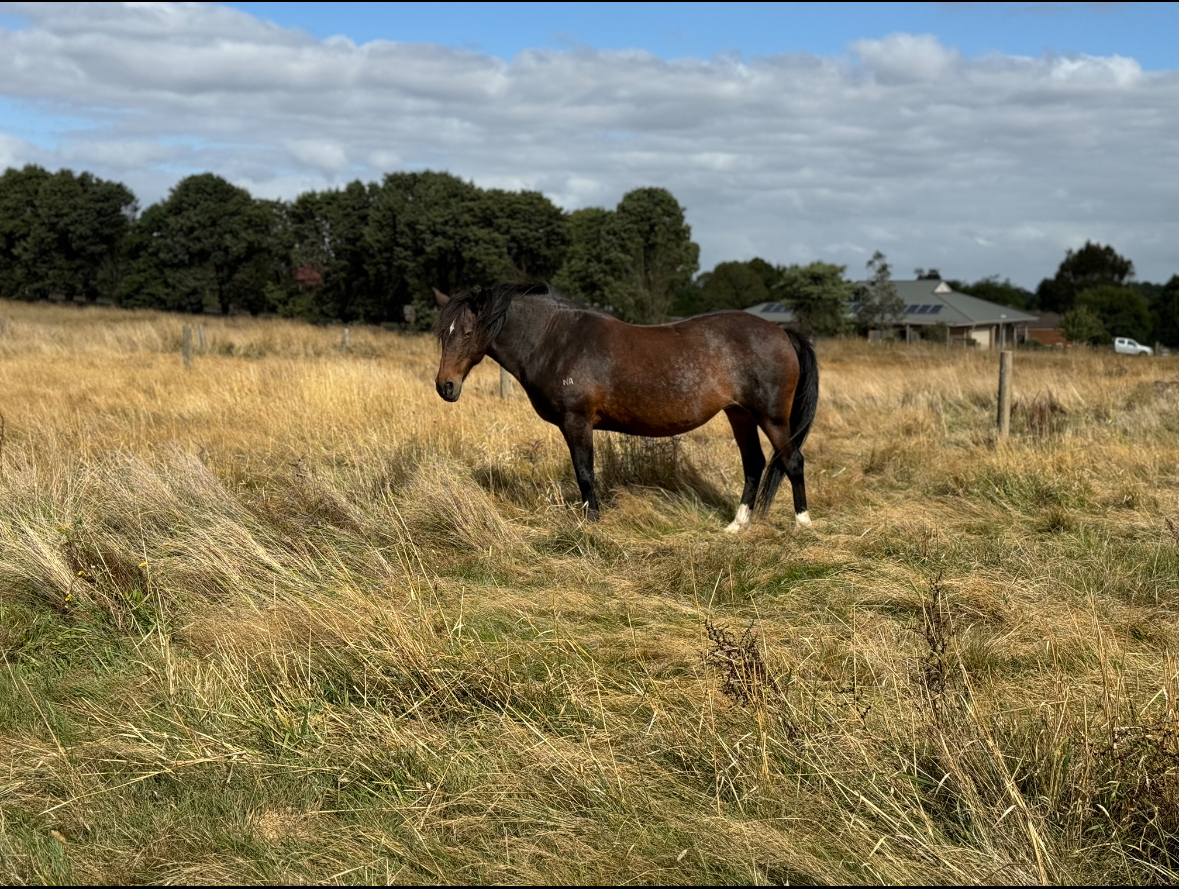 Lazy Clydesdale x Percheron Mare Adult Riding Club horses Horse for