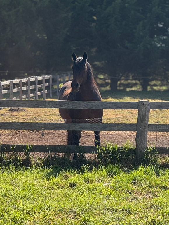 Lazy Clydesdale x Percheron Mare Adult Riding Club horses Horse for