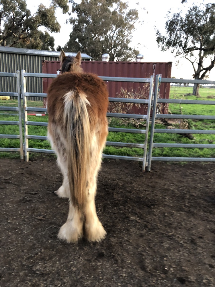 Tatalia Dean Harness horses Horse for sale in Echuca VIC Horse Deals