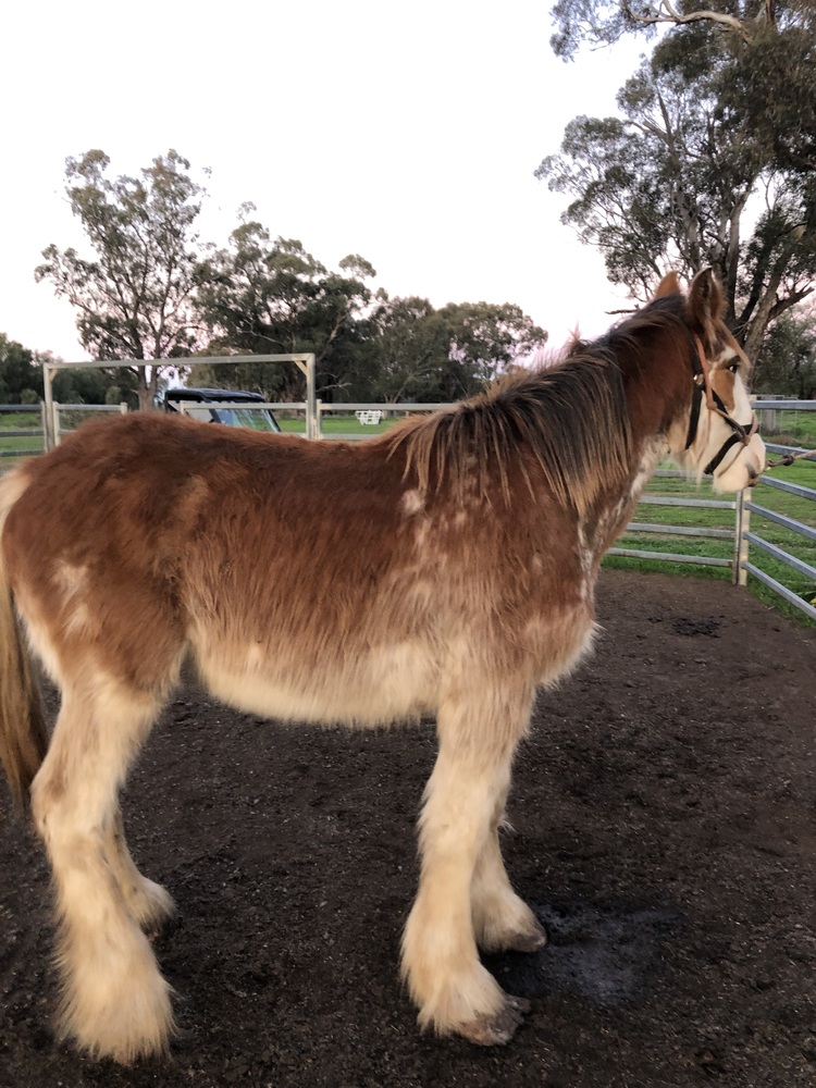 Tatalia Dean Harness horses Horse for sale in Echuca VIC Horse Deals
