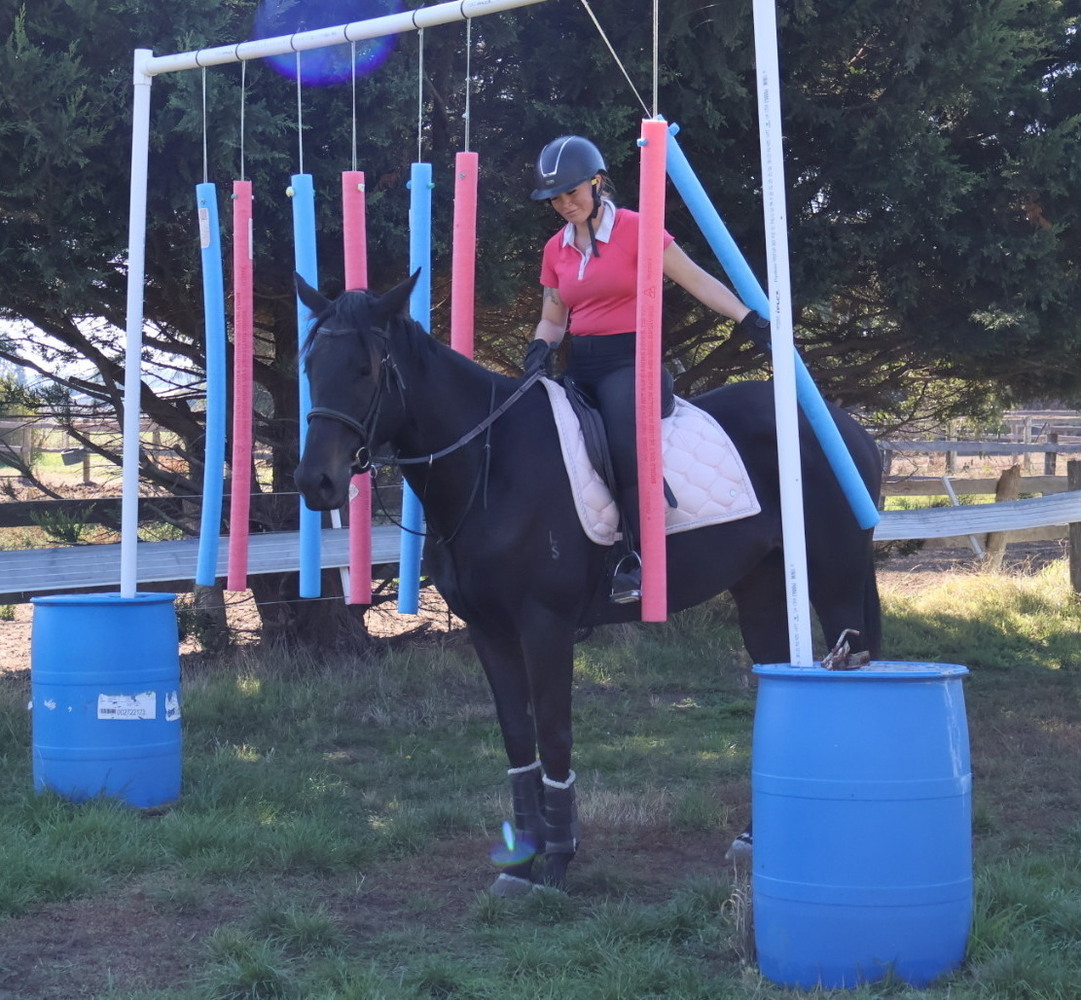 Pretty Sweet Mare Allrounder horses Horse for sale in Kilmore VIC