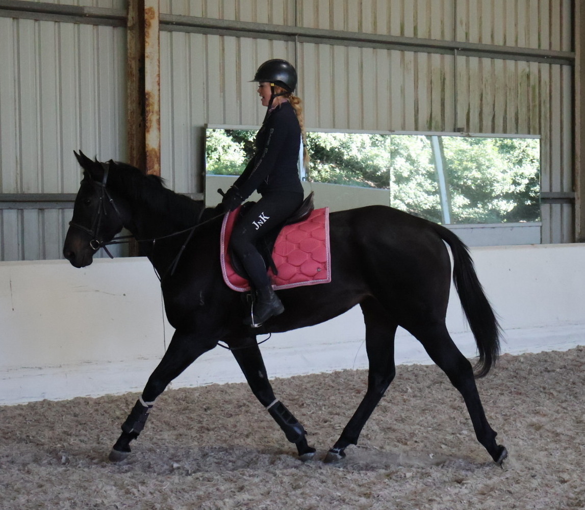 Pretty Sweet Mare Allrounder horses Horse for sale in Kilmore VIC