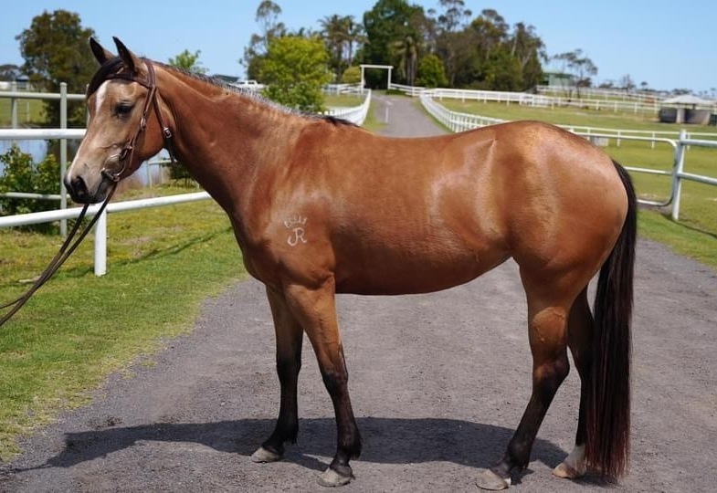 Jonrob Acres Downunder Q97115 Reining horses Horse for sale in