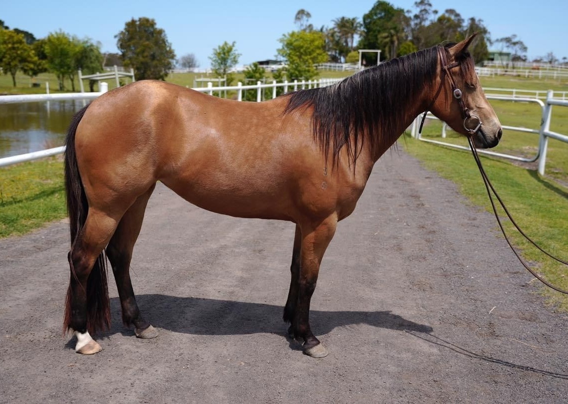 Jonrob Acres Downunder Q97115 Reining horses Horse for sale in