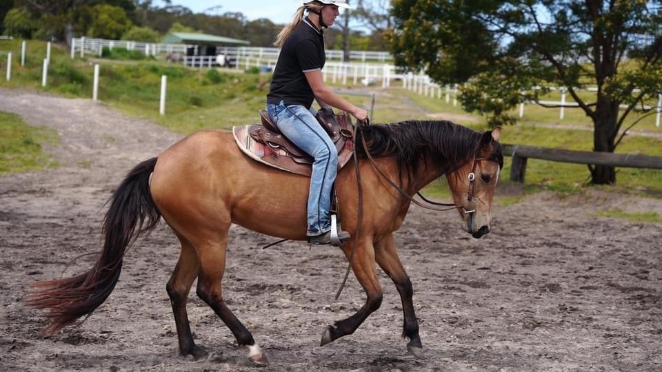 Jonrob Acres Downunder Q97115 Reining horses Horse for sale in