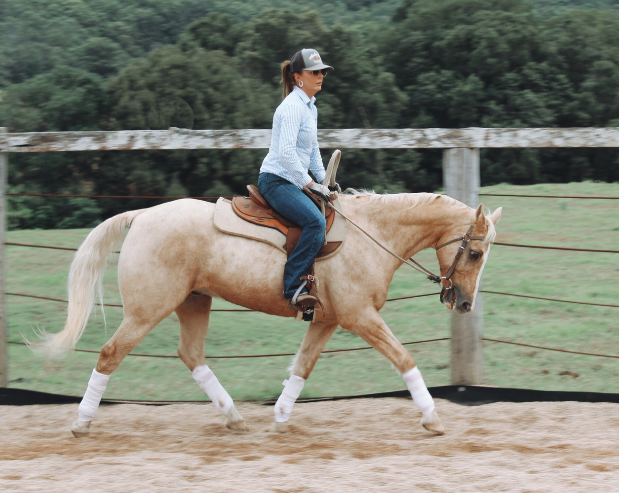 QH GELDING Allrounder horses Horse for sale in South Murwillumbah