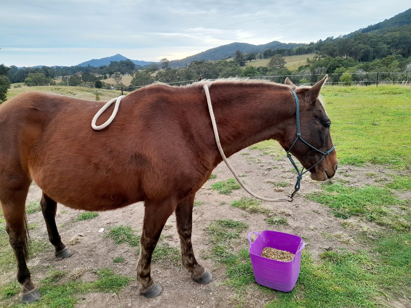 Silver Quarter Pony Allrounder horses Horse for sale in Coffs Harbour NSW Horse Deals