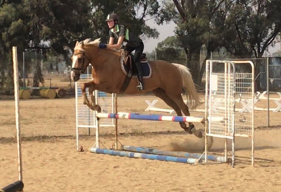 Super Versatile palomino QH x Allrounder horses Horse for sale in