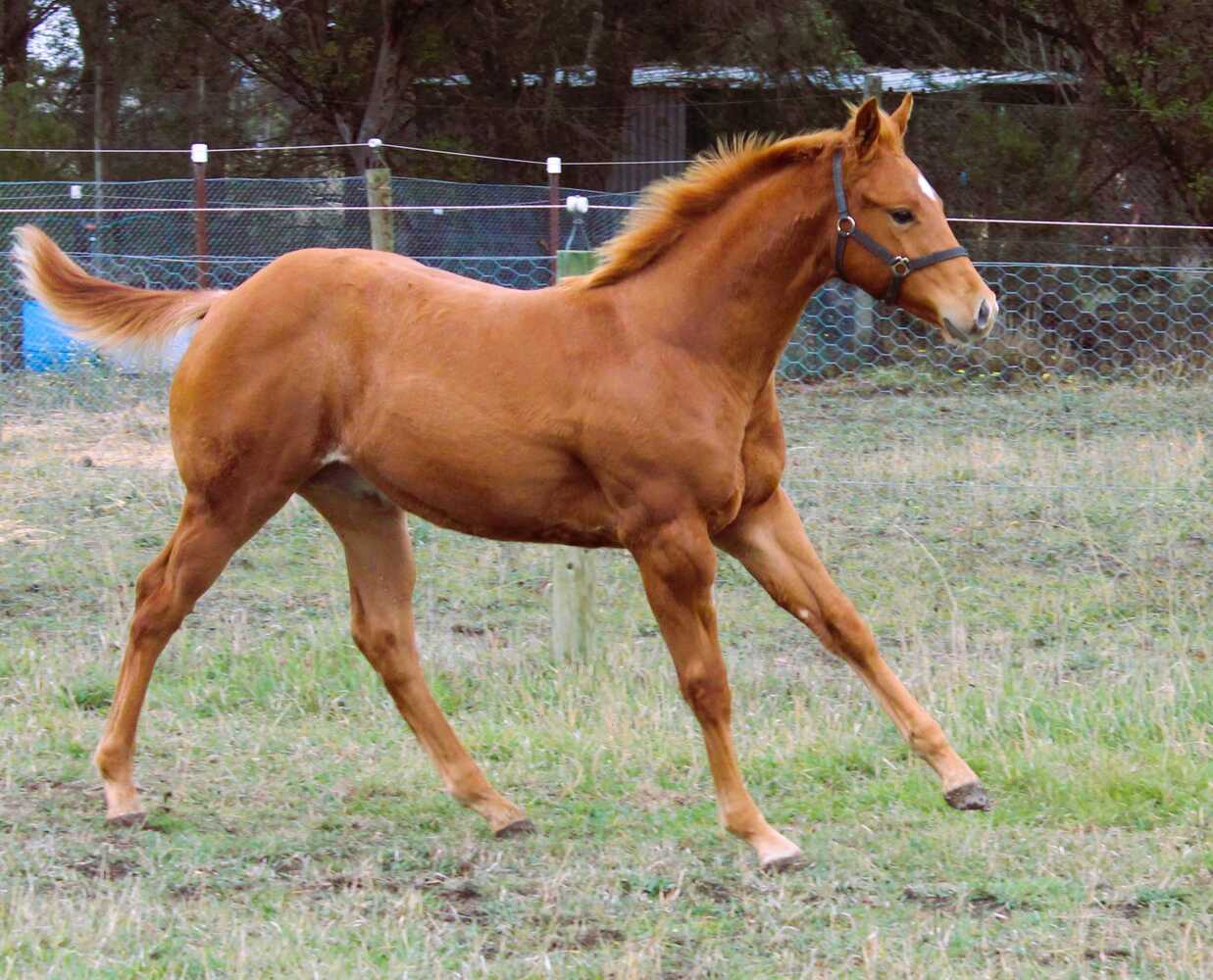 Man In Red Q101740 Allrounder horses Horse for sale in Sunbury VIC