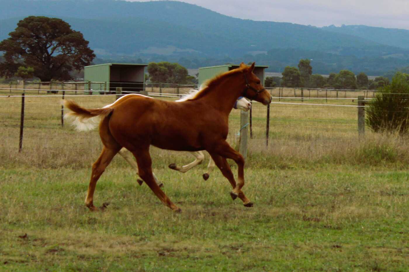 Man In Red Q101740 Allrounder horses Horse for sale in Sunbury VIC
