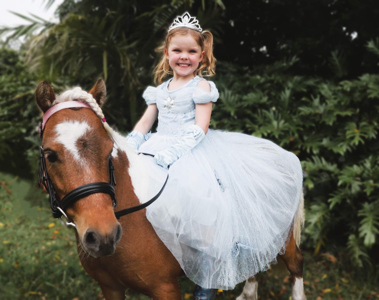 River Beginners horses Horse for sale in Beachmere QLD Horse Deals