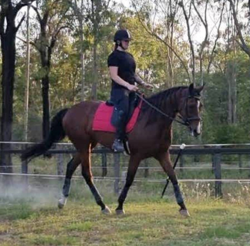 Stunning TB Mare Off the Track horses Horse for sale in Jimboomba QLD Horse Deals