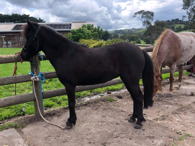 Beautiful Bella Project Horse for sale in Kardella VIC Horse Deals