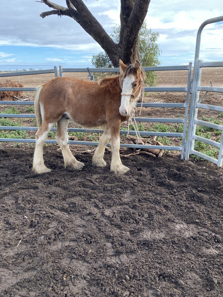 Tatalia Errol Harness horses Horse for sale in Echuca VIC Horse Deals