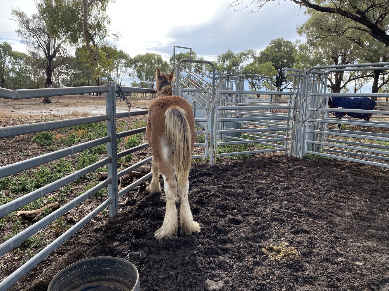 Tatalia Errol Harness horses Horse for sale in Echuca VIC Horse Deals