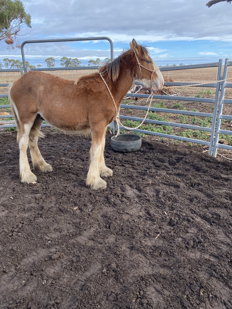 Tatalia Errol Harness horses Horse for sale in Echuca VIC Horse Deals