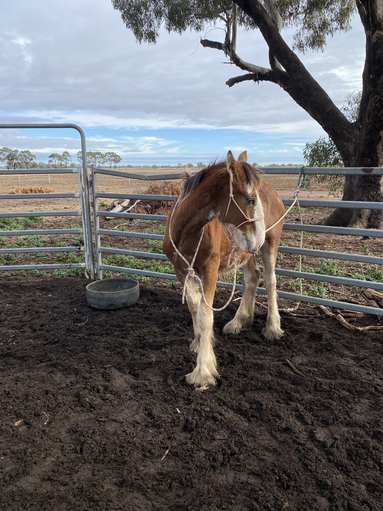 Tatalia Errol Harness horses Horse for sale in Echuca VIC Horse Deals