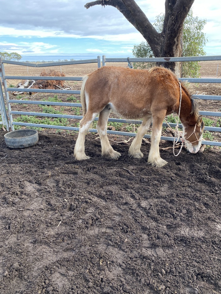Tatalia Errol Harness horses Horse for sale in Echuca VIC Horse Deals