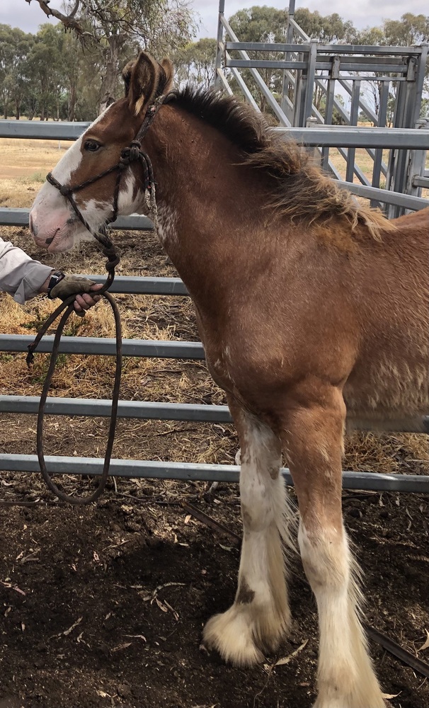 Tatalia Errol Harness horses Horse for sale in Echuca VIC Horse Deals