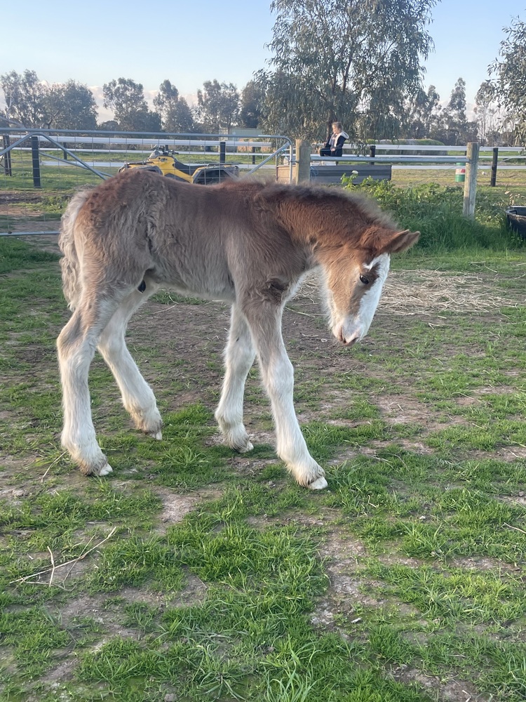 Tatalia Errol Harness horses Horse for sale in Echuca VIC Horse Deals