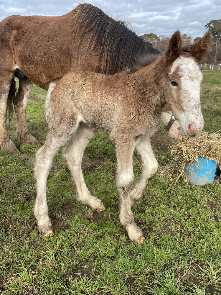 Tatalia Errol Harness horses Horse for sale in Echuca VIC Horse Deals