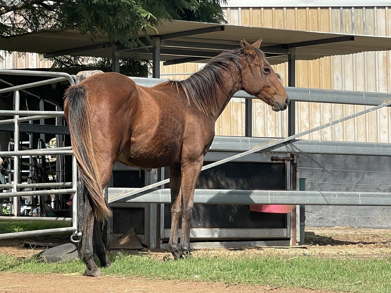 A113809 Bay Colt Allrounder horses Horse for sale in Kilkivan QLD Horse Deals