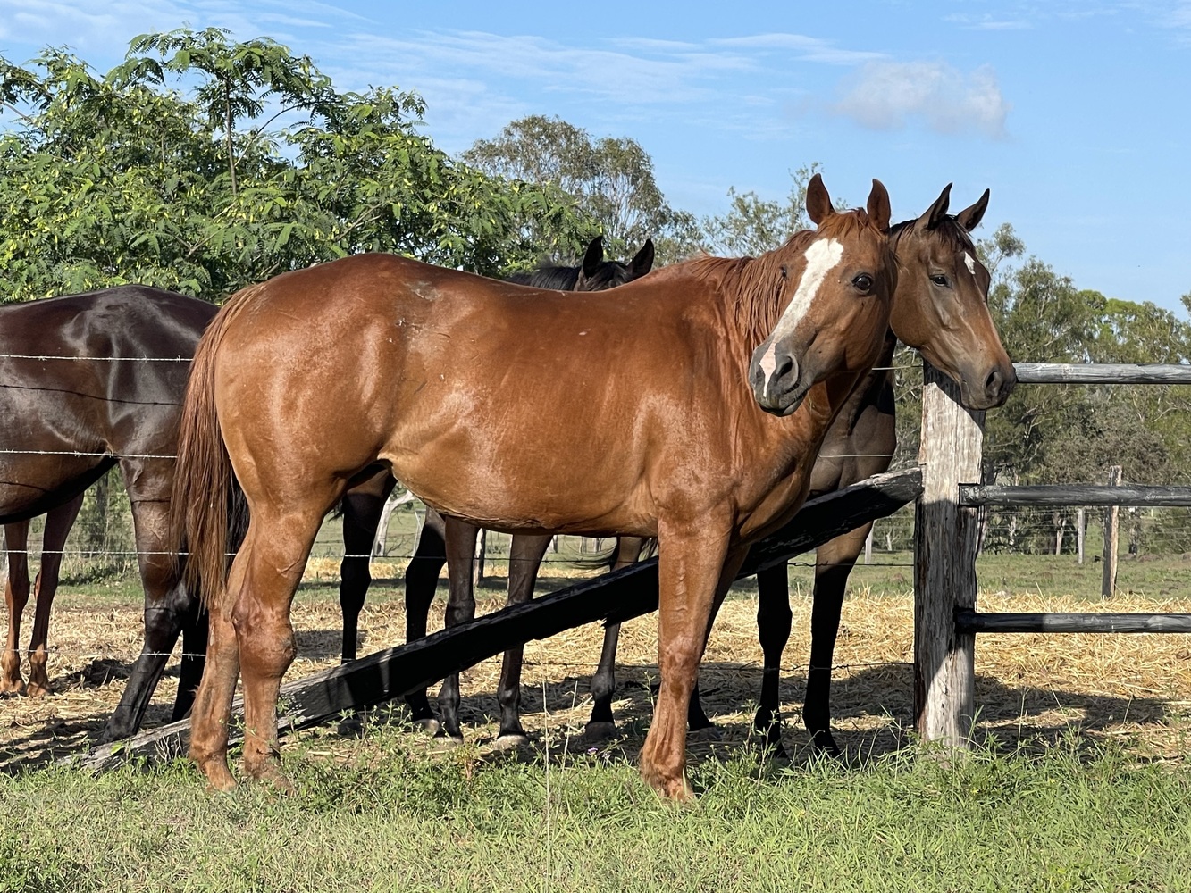 Q58947 Breeding horses Horse for sale in Kilkivan QLD Horse Deals