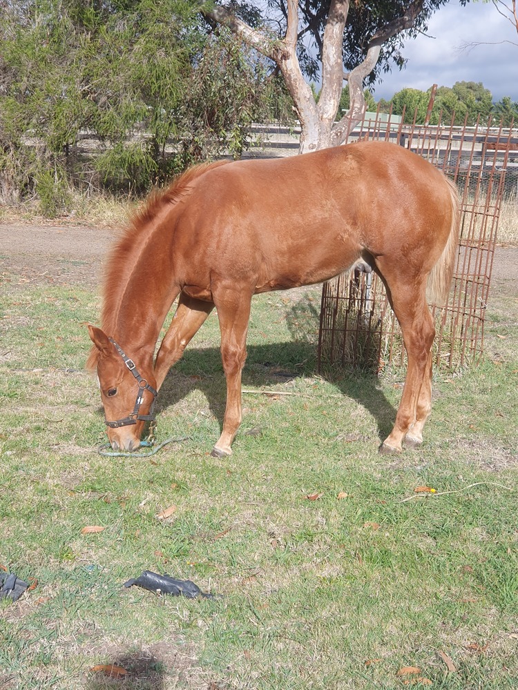 Man In Red Q101740 Allrounder horses Horse for sale in Sunbury VIC