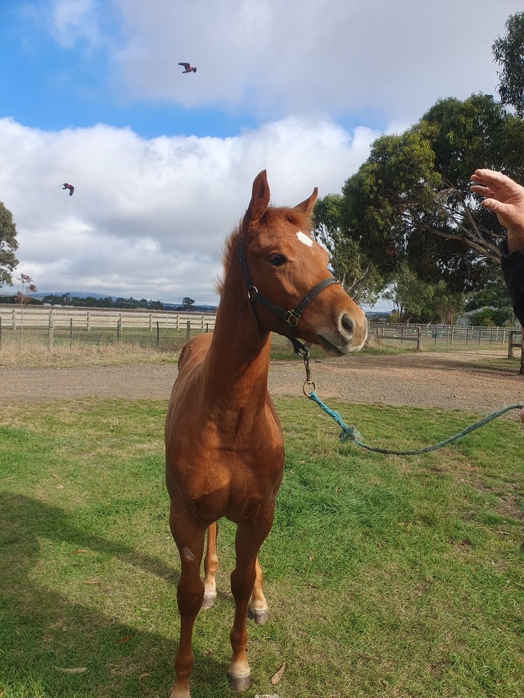 Man In Red Q101740 Allrounder horses Horse for sale in Sunbury VIC