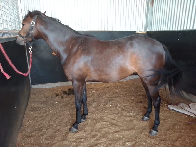 Riding Pony Mare Breeding horses Horse for sale in Tongala VIC Horse Deals
