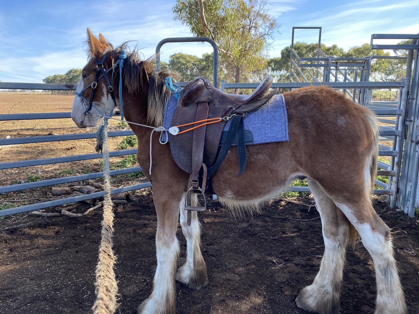 Tatalia Errol Harness horses Horse for sale in Echuca VIC Horse Deals