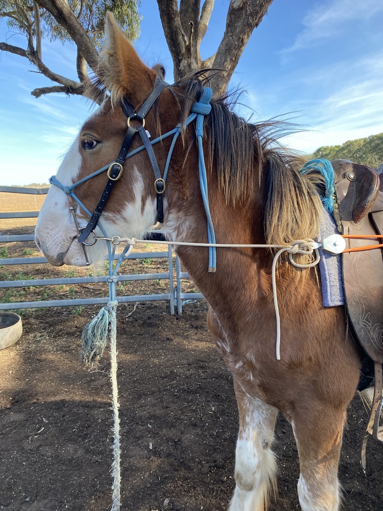 Tatalia Errol Harness horses Horse for sale in Echuca VIC Horse Deals