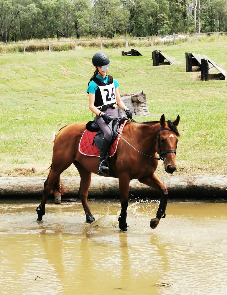 Bubbles n More (June) Allrounder horses Horse for sale in Nerang