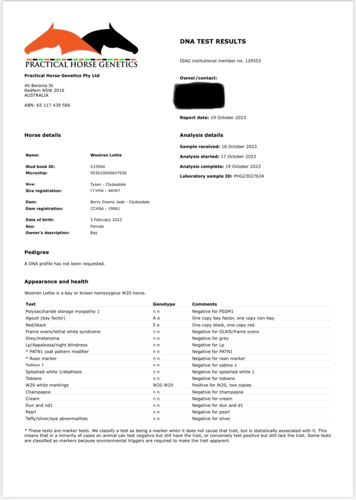 Lazy Clydesdale x Percheron Mare Adult Riding Club horses Horse for