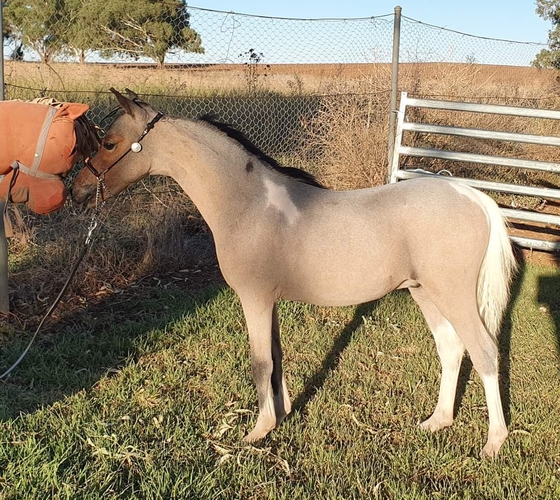 Roan Tobiano Colt Companion horses Horse for sale in Geurie NSW