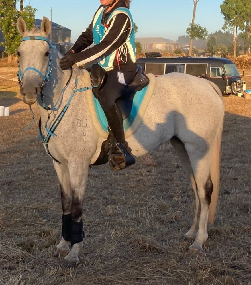 Brookleigh Monaco Endurance horses Horse for sale in Tynong North