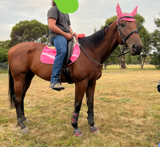 Dakota Dressage horses Horse for sale in Sunbury VIC Horse Deals