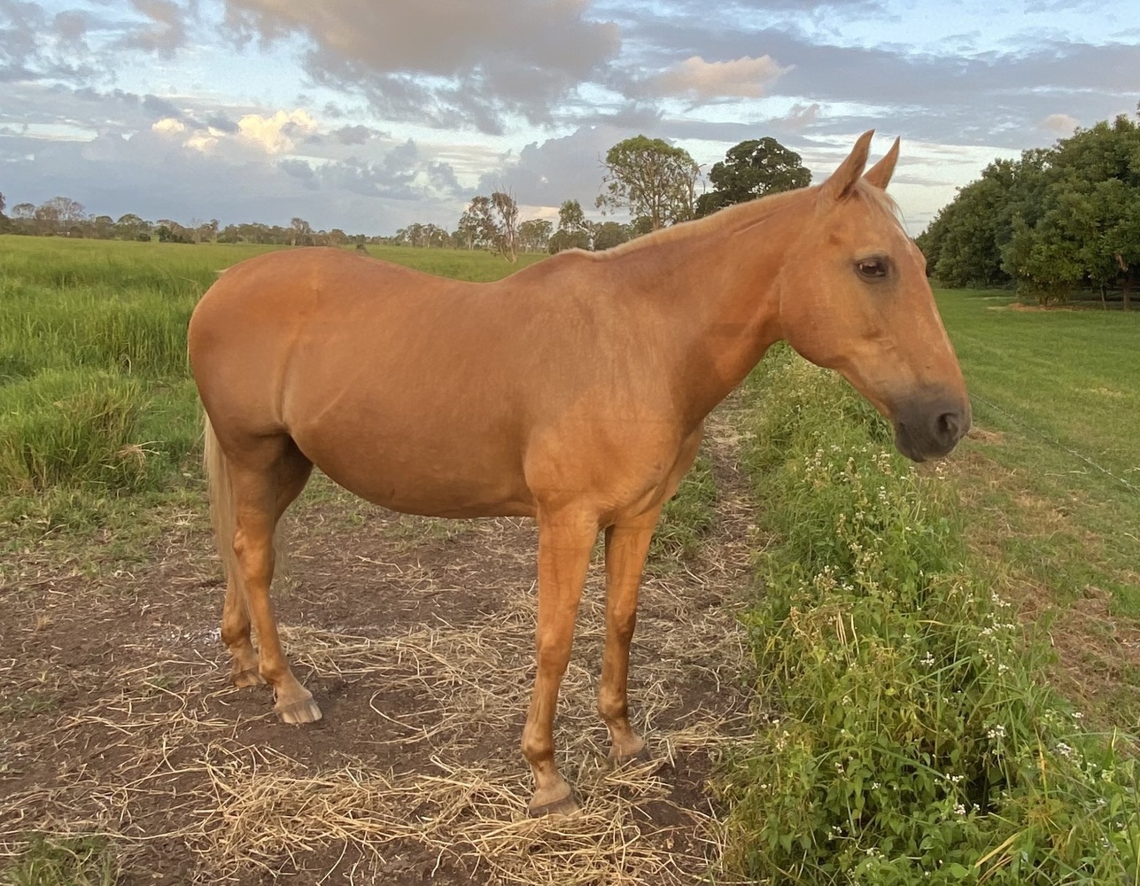 Palomino SH Mare Trail Riding horses Horse for sale in Bundaberg