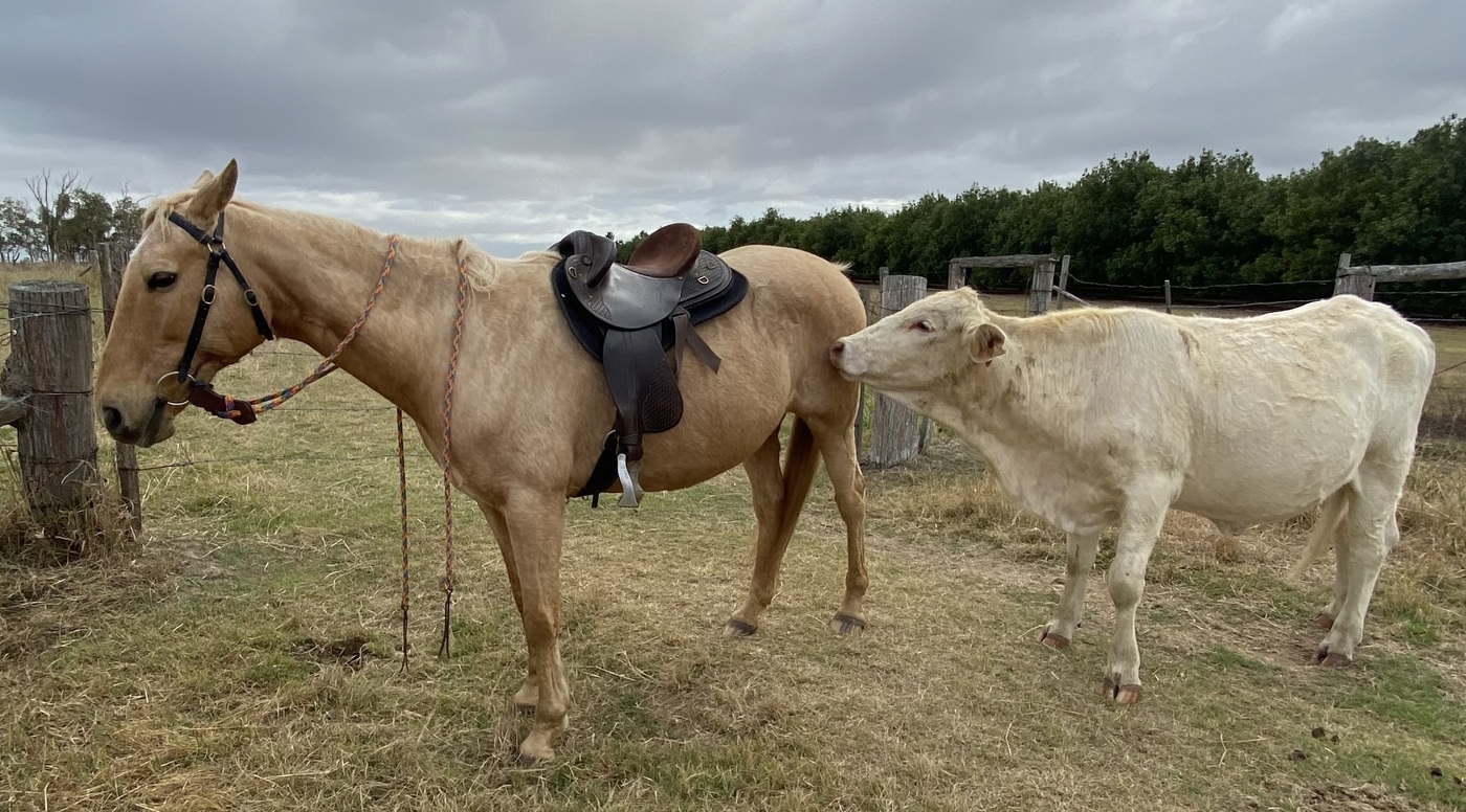 Palomino SH Mare Trail Riding horses Horse for sale in Bundaberg