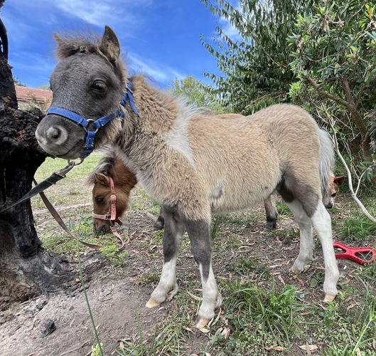 Grulla Paint Colt Breeding horses Horse for sale in Wamboin NSW