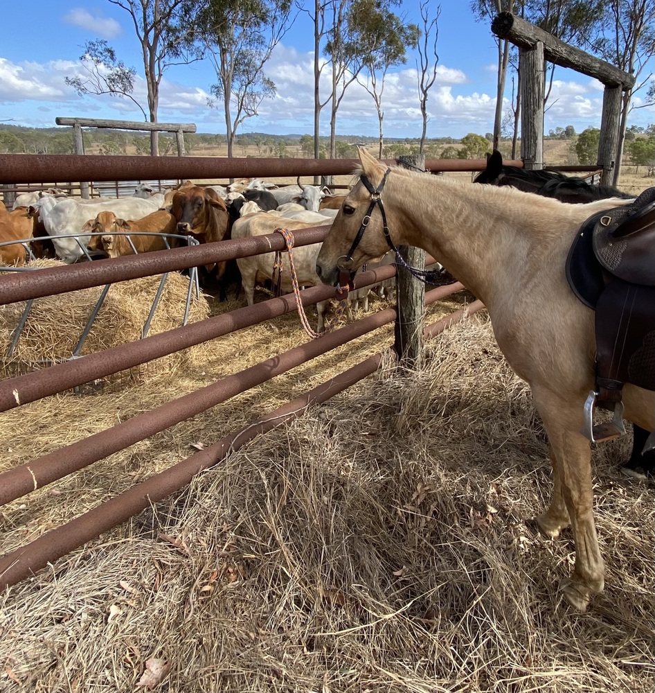 Palomino SH Mare Trail Riding horses Horse for sale in Bundaberg