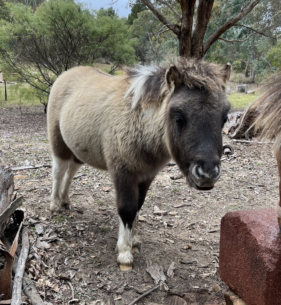 Grulla Paint Colt Breeding horses Horse for sale in Wamboin NSW