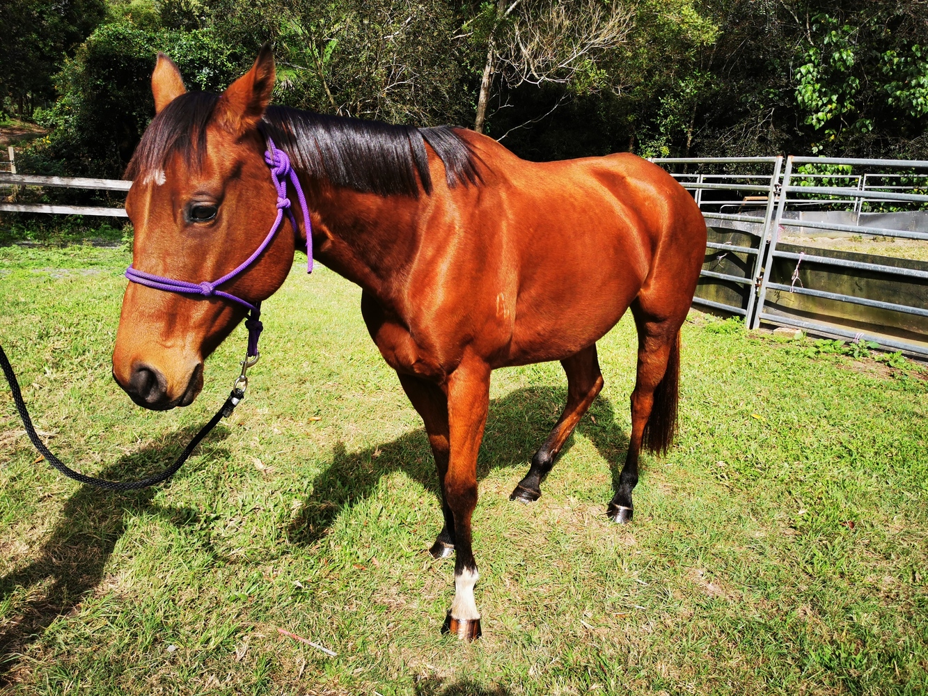 Bubbles n More (June) Allrounder horses Horse for sale in Nerang