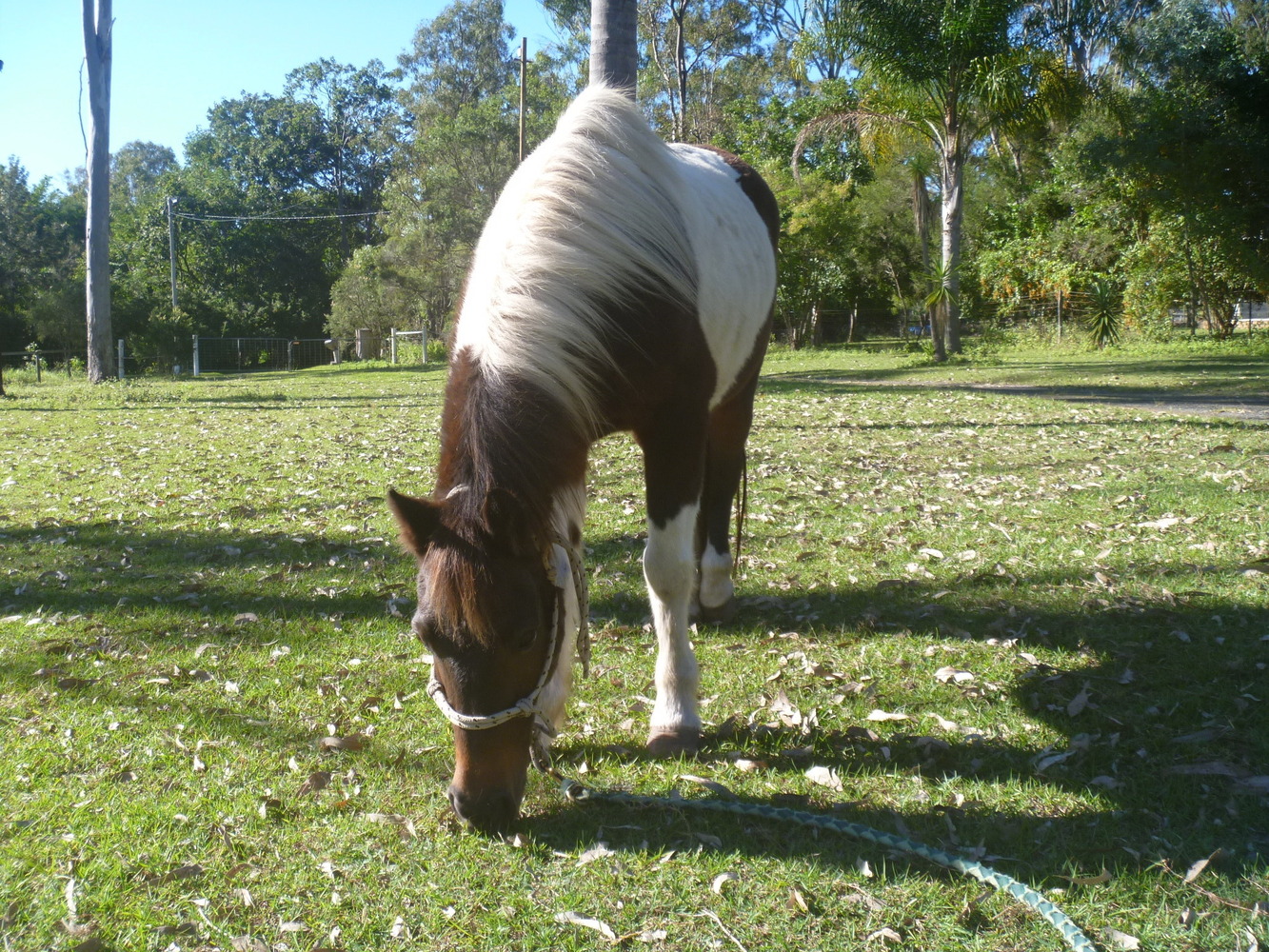 Pinto Pony Mare Breeding horses Horse for sale in Jimboomba QLD