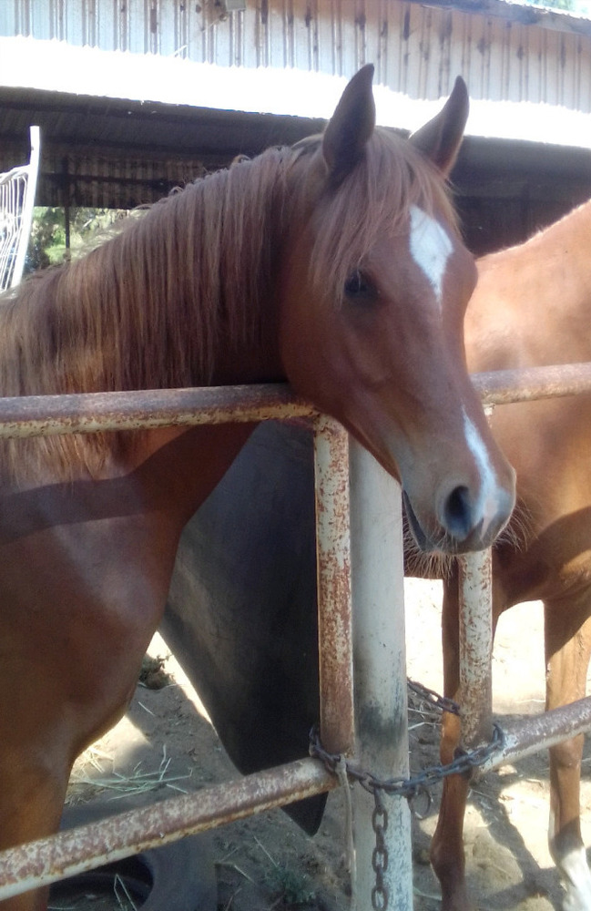 Stunning Purebred Arab Show horses Horse for sale in Geraldton WA
