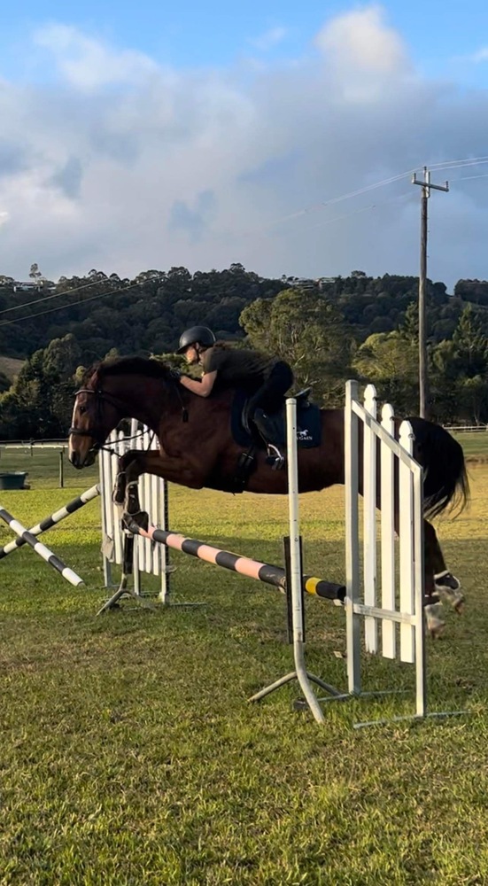 7yo TB Gelding Dressage horses Horse for sale in Jimboomba QLD Horse Deals