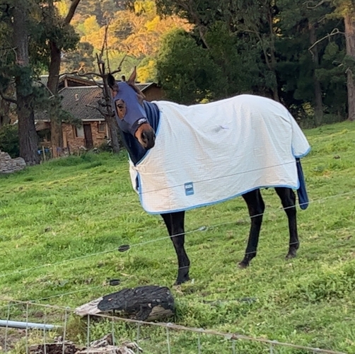 Project Horse Apollo Project Horse for sale in Seville VIC