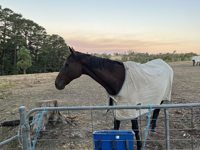 Project Horse Apollo Project Horse for sale in Seville VIC